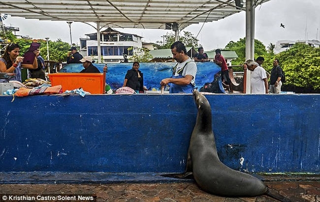 This Cute Sea Lion Patiently Waited In Line For Some Fresh Fish