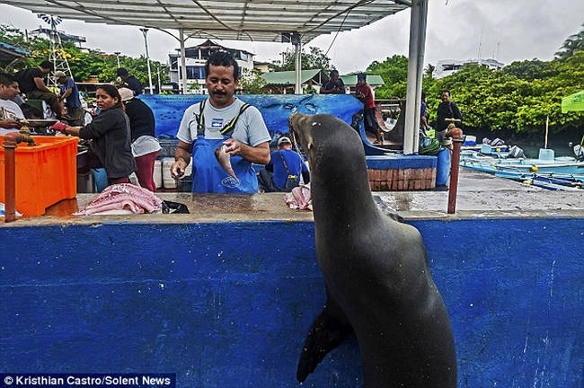 This Cute Sea Lion Patiently Waited In Line For Some Fresh Fish