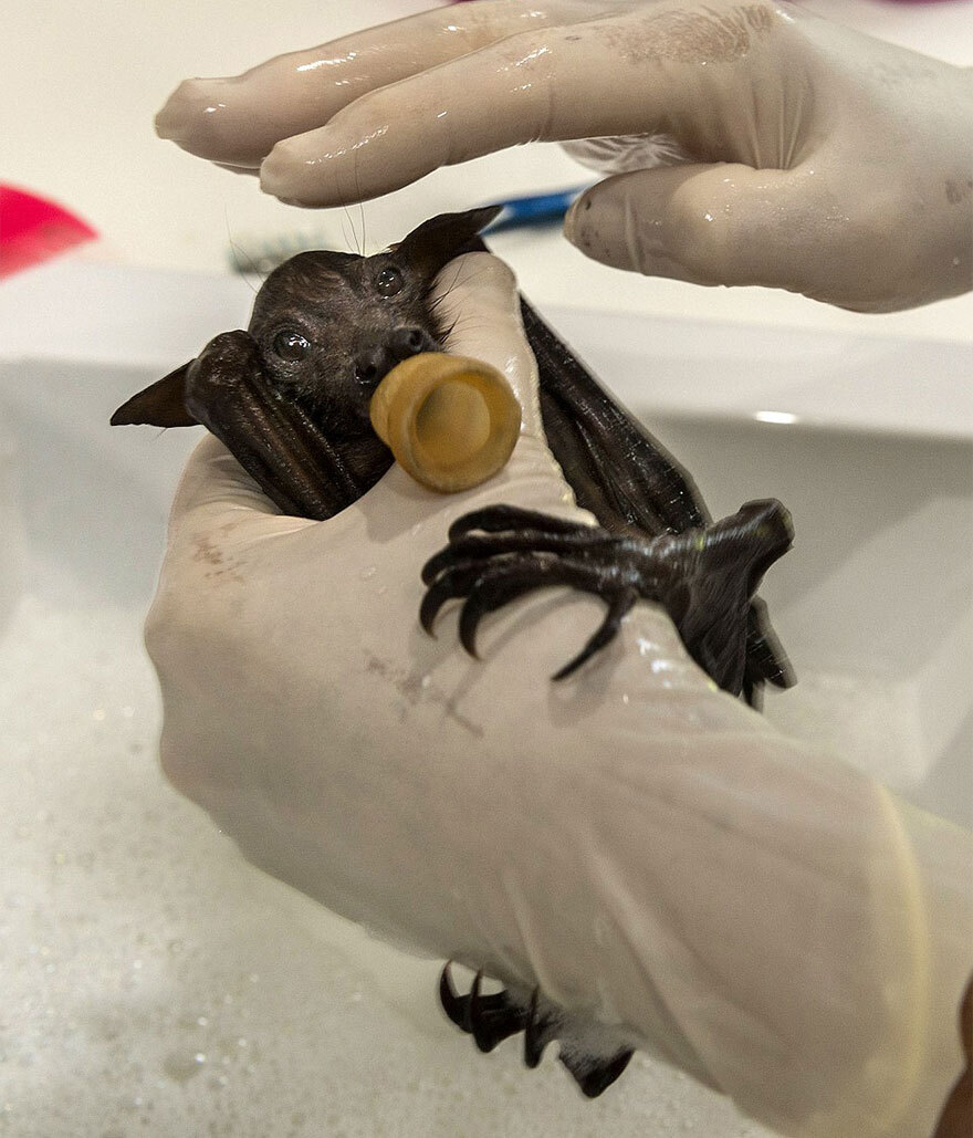 There’s A Bat Hospital In Australia That Takes In Abandoned Baby Bats