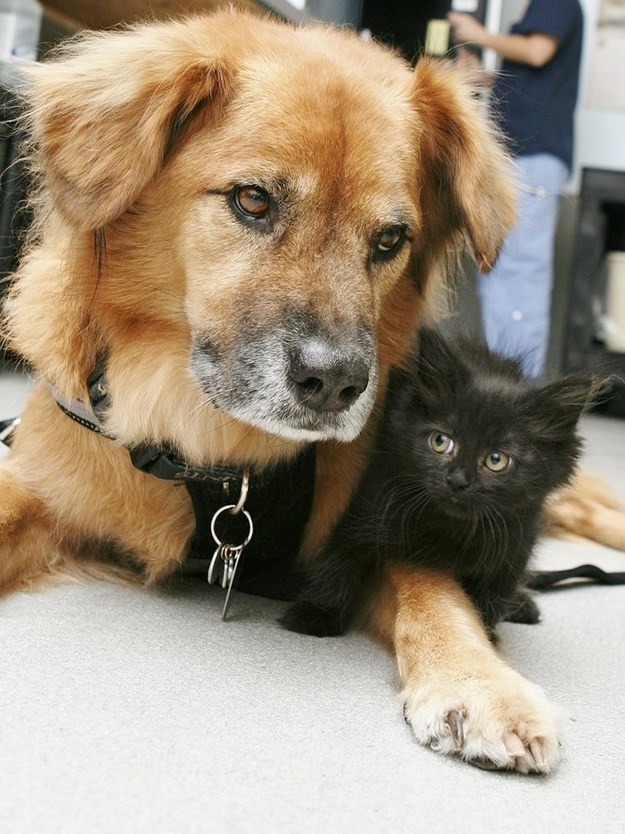Meet Boots, A Dog That Is Now A Nanny For Orphaned Kittens