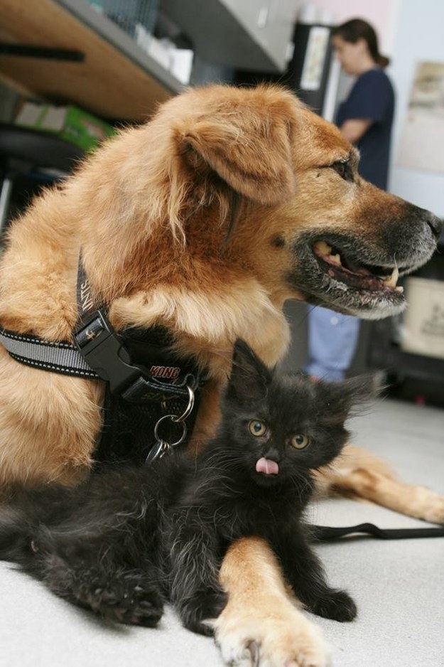 Meet Boots, A Dog That Is Now A Nanny For Orphaned Kittens