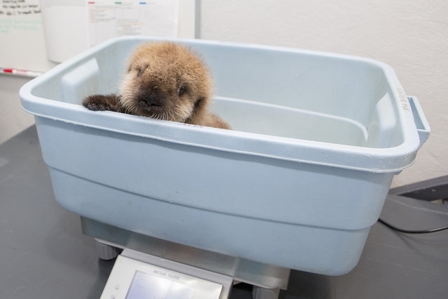 Orphaned Sea Otter Pup Finds Home in Chicago