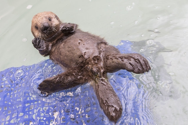 Orphaned Sea Otter Pup Finds Home in Chicago