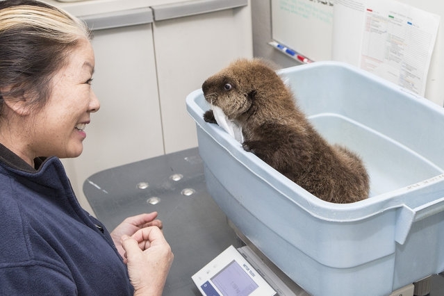 Orphaned Sea Otter Pup Finds Home in Chicago