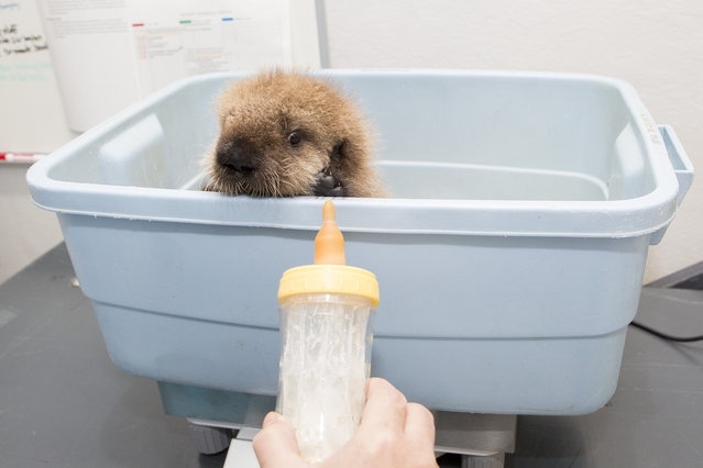 Orphaned Sea Otter Pup Finds Home in Chicago