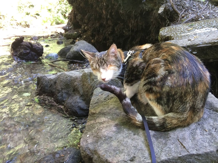 Meet Honey Bee, Who Loves Hiking