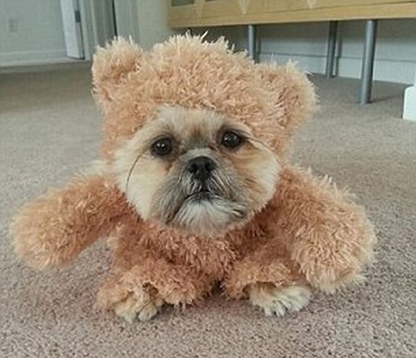 Is This A Dog Or A Teddy Bear
