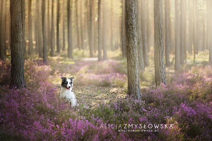 Adorable Dog Photography That Will Make You Happy by Alicja Zmyslowska