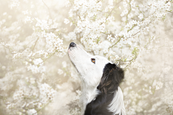 Adorable Dog Photography That Will Make You Happy by Alicja Zmyslowska