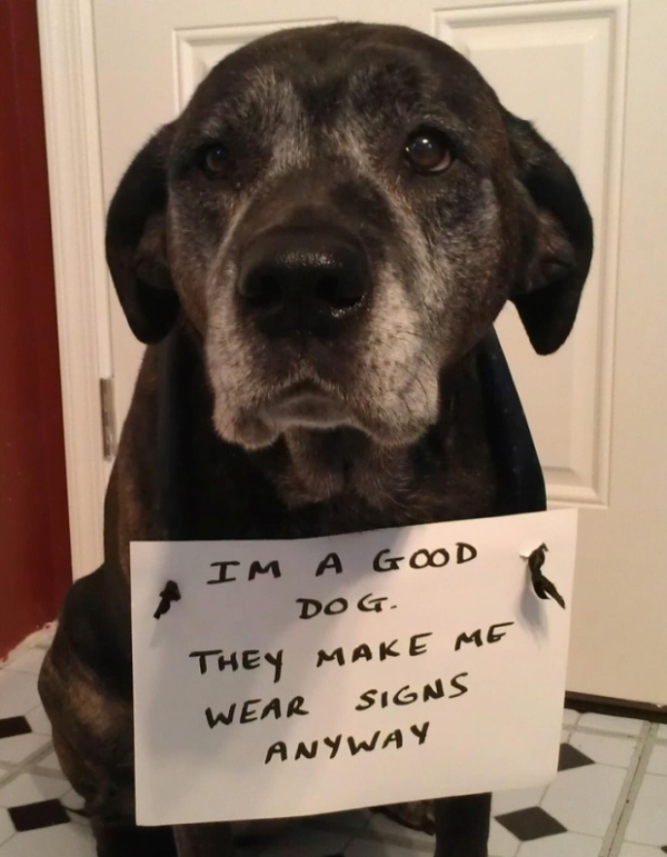 Hilarious Pets Facing Public Shaming That Will Make You Say AwWw!