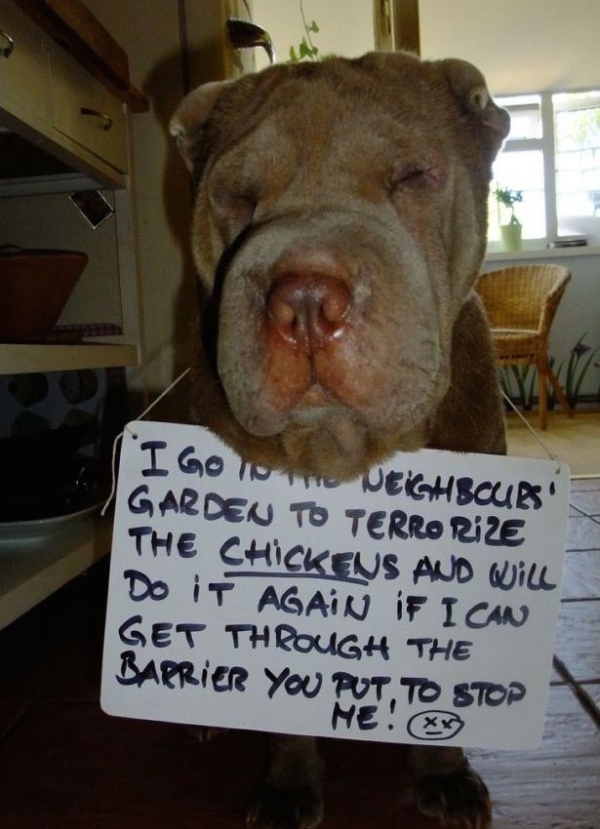 Hilarious Pets Facing Public Shaming That Will Make You Say AwWw!