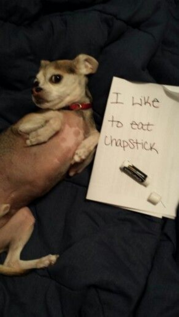 Hilarious Pets Facing Public Shaming That Will Make You Say AwWw!