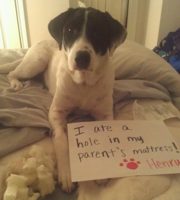 Hilarious Pets Facing Public Shaming That Will Make You Say AwWw!