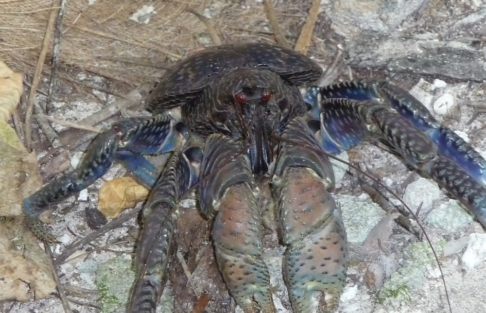 Meet The Coconut Crab