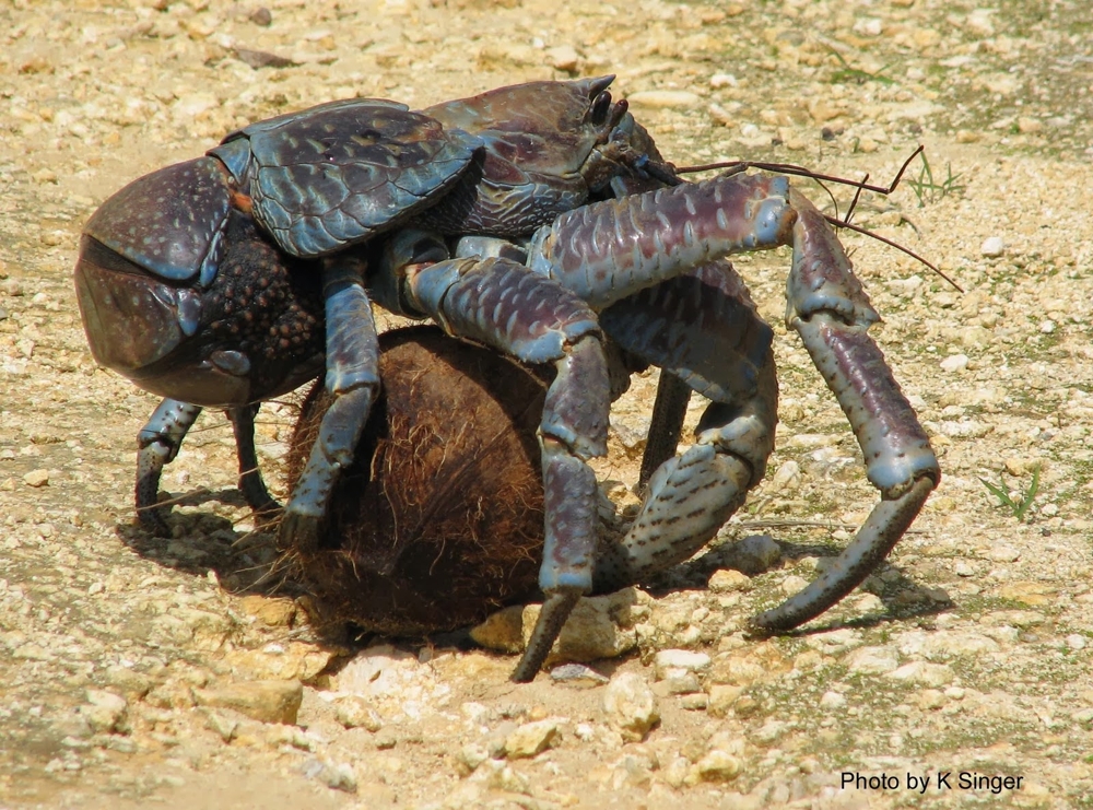 Meet The Coconut Crab