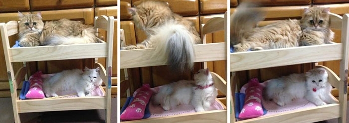 Japanese Cat Owners Turn Doll Beds Into Adorable Cat Beds