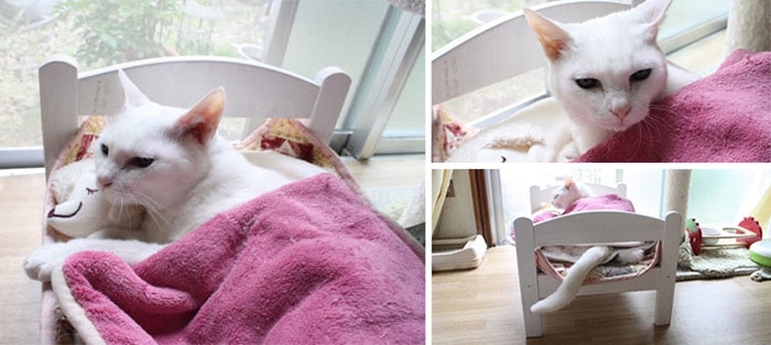 Japanese Cat Owners Turn Doll Beds Into Adorable Cat Beds