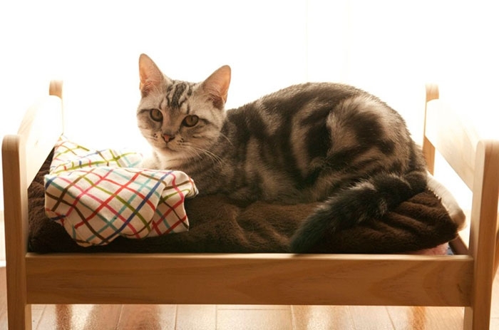 Japanese Cat Owners Turn Doll Beds Into Adorable Cat Beds