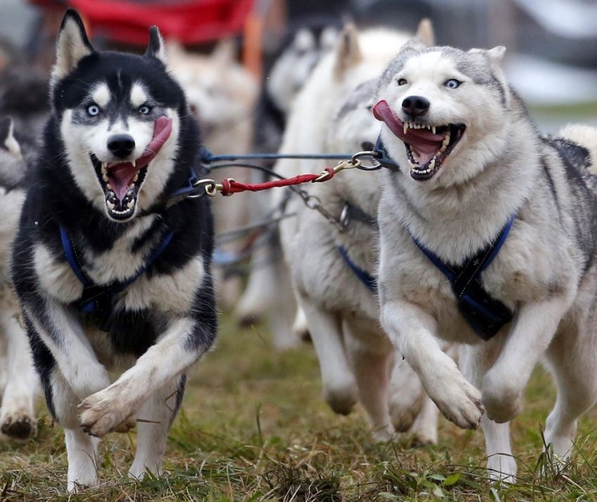 A Sled Dog European Championship in Hungary