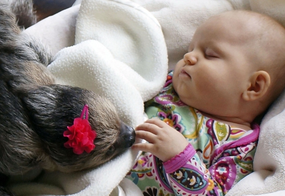 Adorable 5-Month-Old Baby And A Sloth Are Inseparable Friends