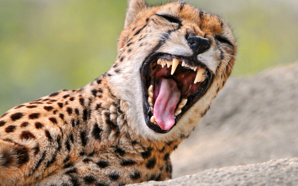 Funny Yawning Animals