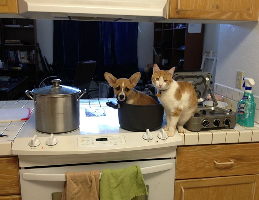 This Corgi And Cat Are Inseparable Friends