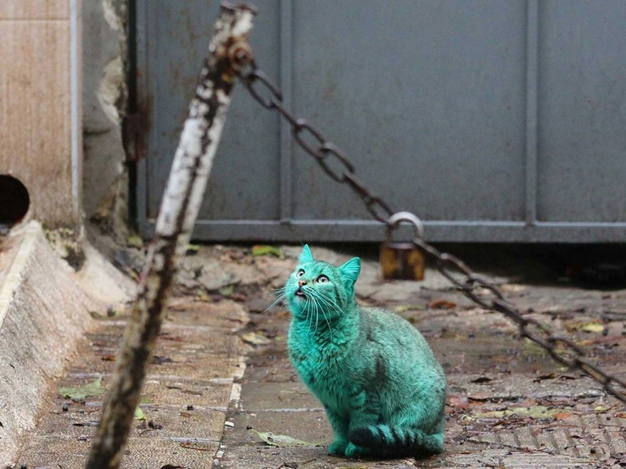 This Stray Cat Accidentally Turned Itself Green