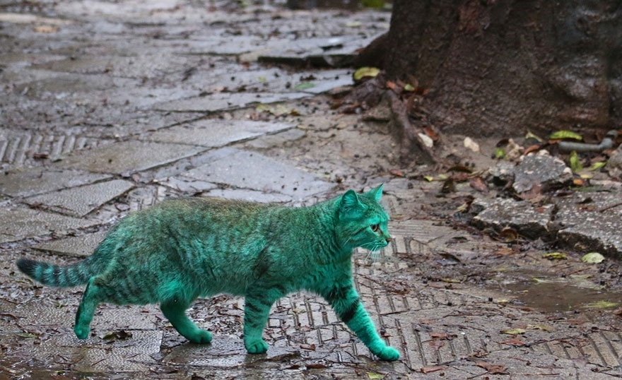 This Stray Cat Accidentally Turned Itself Green