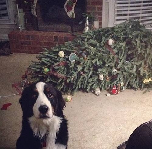 Pets VS Christmas Decorations
