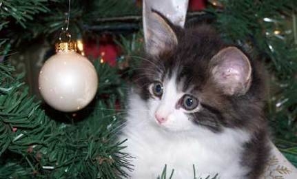 Pets VS Christmas Decorations