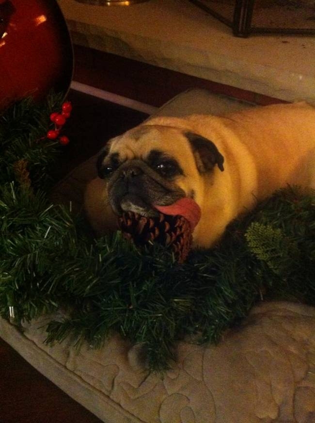 Pets VS Christmas Decorations