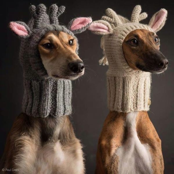 These animals know how to keep warm this winter
