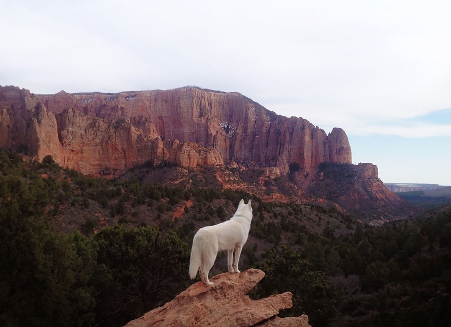 Wild Adventures Of A Man And His Dog In Majestic Nature Photos