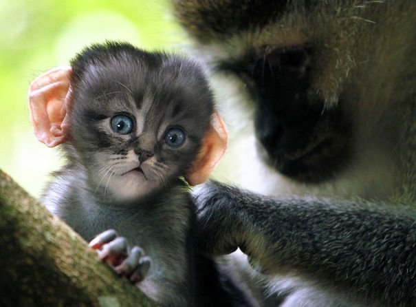 Mittens: Cute Monkey-Kitten Hybrids