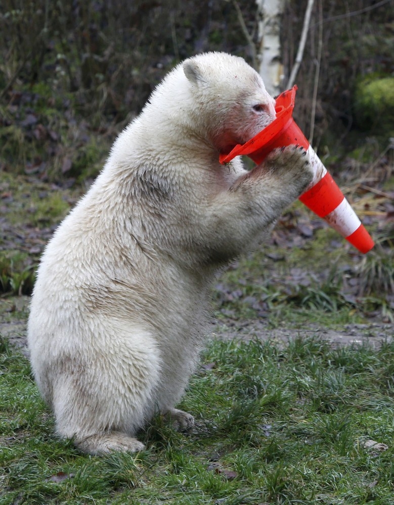 Polar Bear Twins Celebrate 1st Birthday in Hellabrunn