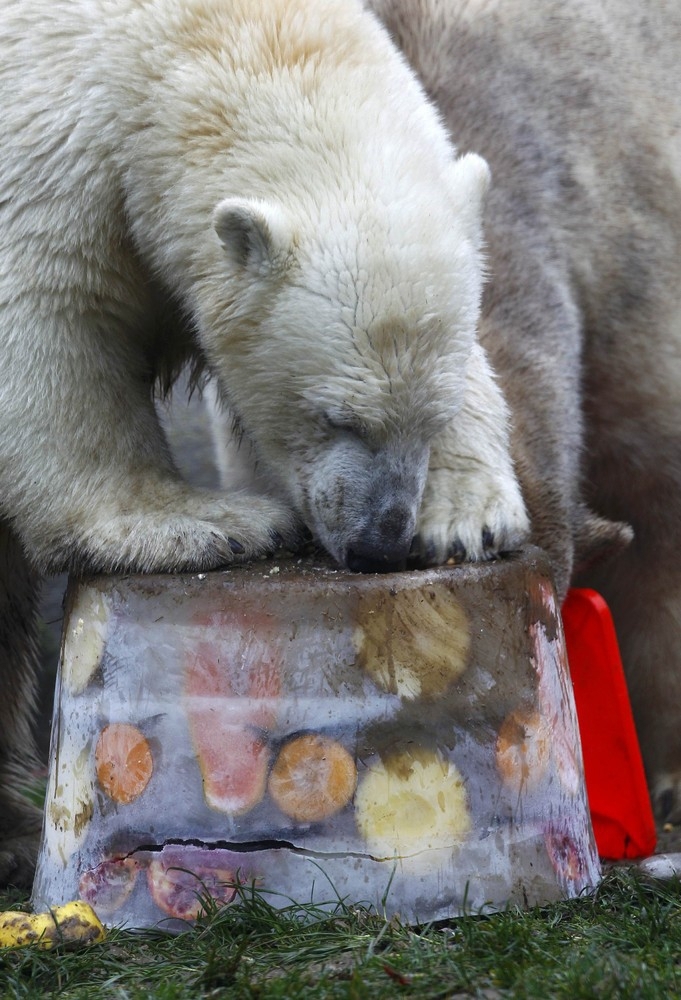 Polar Bear Twins Celebrate 1st Birthday in Hellabrunn