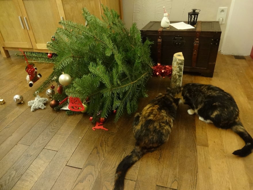Dogs And Cats That Destroyed Christmas