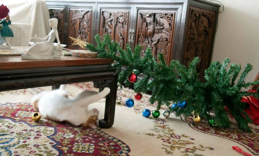 Dogs And Cats That Destroyed Christmas