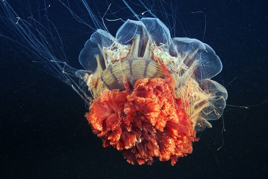 The Alien Beauty Of Jellyfish