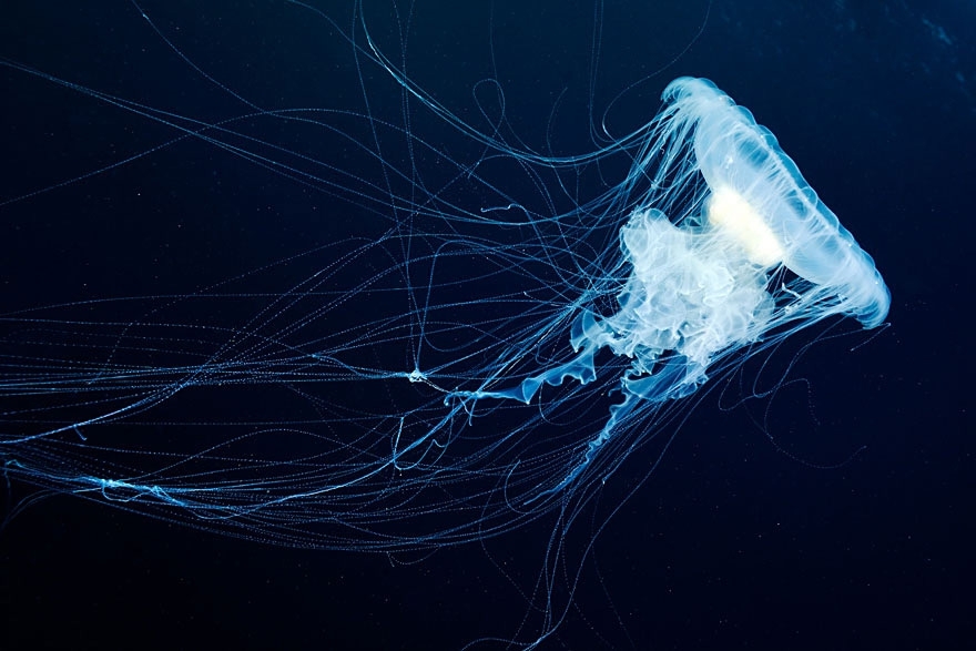 The Alien Beauty Of Jellyfish