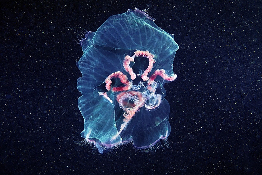The Alien Beauty Of Jellyfish