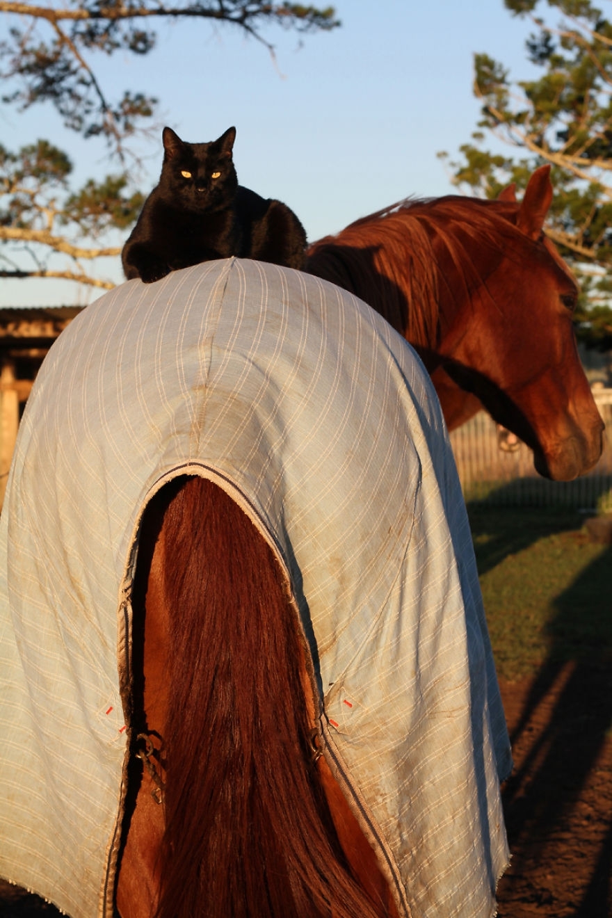 My Cat Morris Loves To Go Horse Riding!