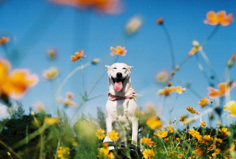 Meet Gluta: The Happiest Dog In The World That Beat Cancer