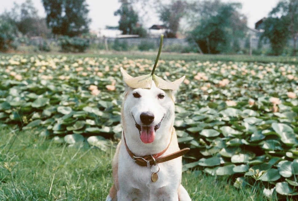 Meet Gluta: The Happiest Dog In The World That Beat Cancer