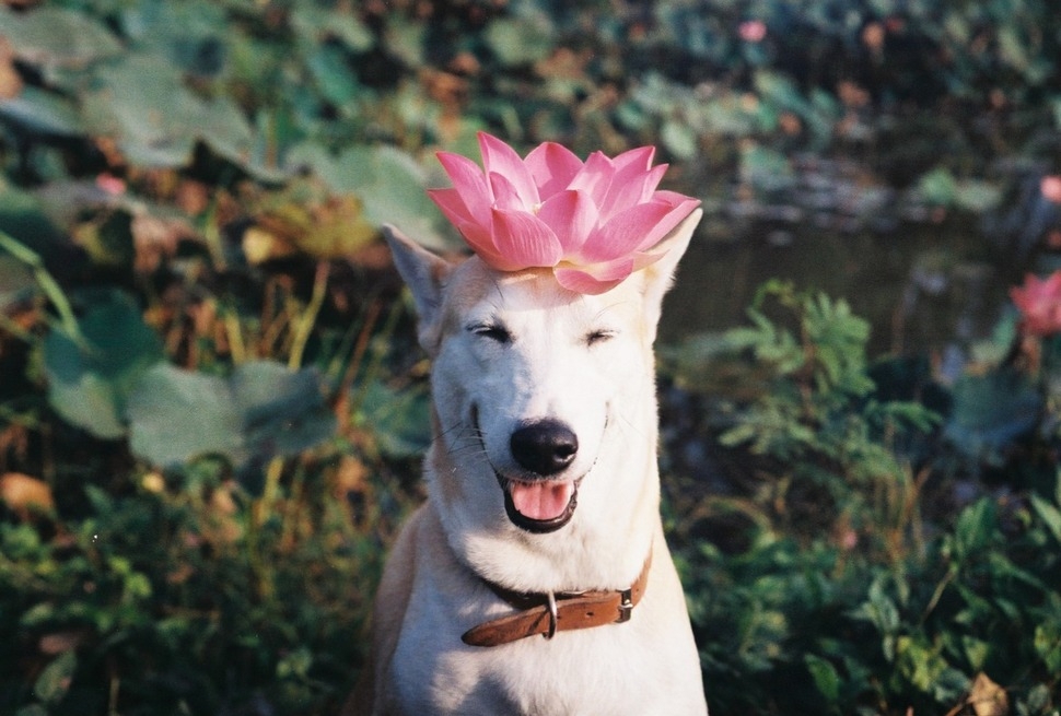 Meet Gluta: The Happiest Dog In The World That Beat Cancer