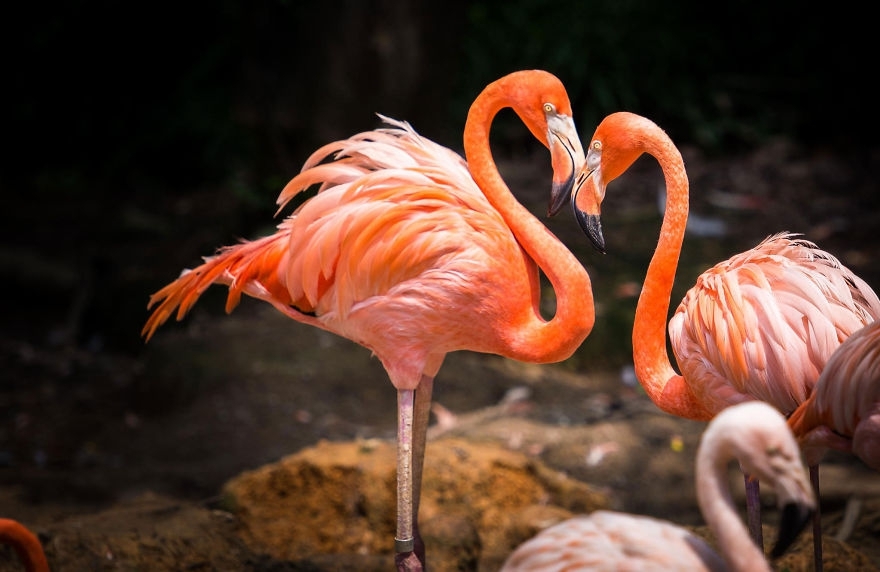 Share Your Best Photos Of Loving Bird Couples