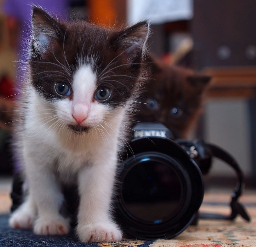 Share Pictures Of Animals Getting Comfortable With Camera Gear