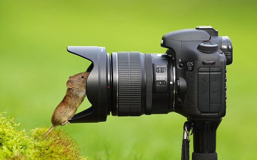 Share Pictures Of Animals Getting Comfortable With Camera Gear