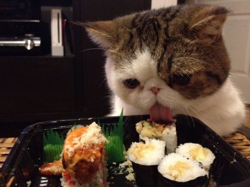 15 Spoiled Cats That Probably Live Better Than You