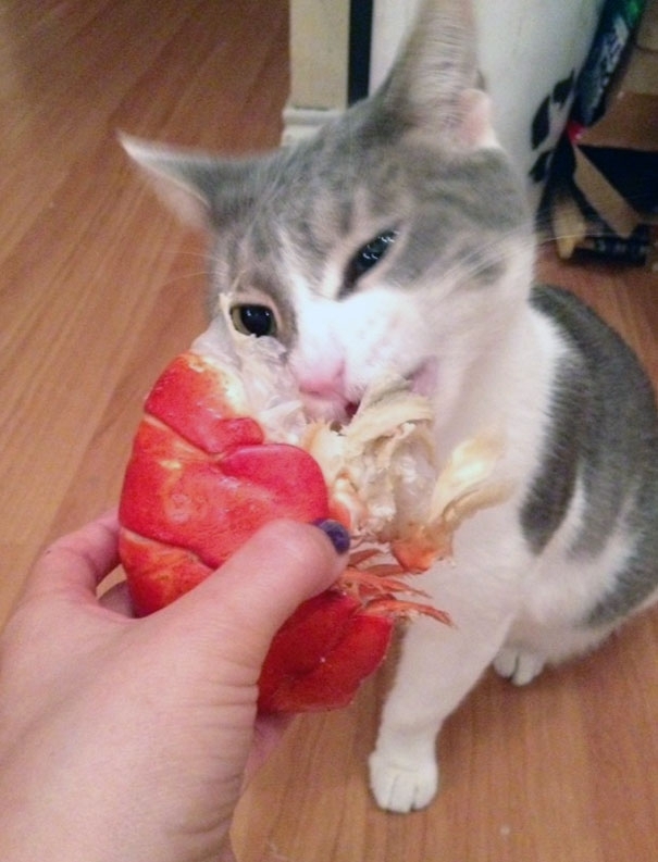 15 Spoiled Cats That Probably Live Better Than You